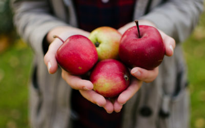 Quelles pommes utilisons-nous pour le Hard Cider ?